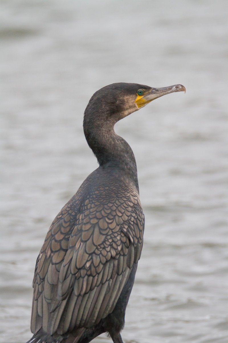 Great Cormorant - Terry Woodward