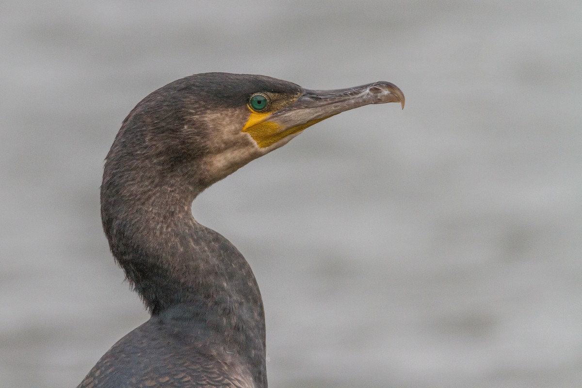 Great Cormorant - ML39636781