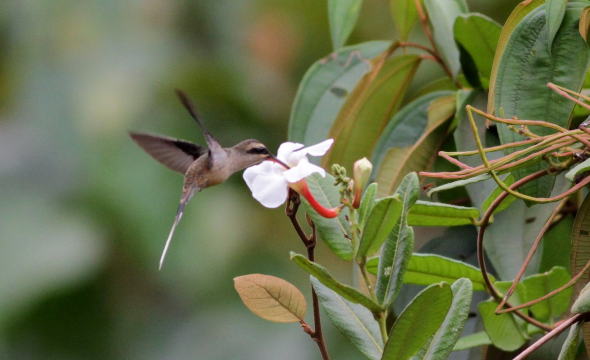 Long-tailed Hermit - Jay McGowan