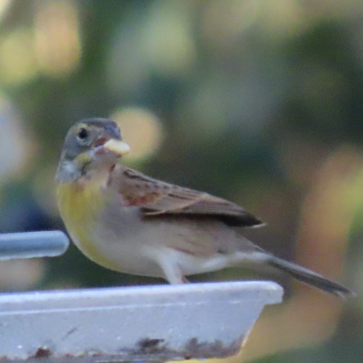 Dickcissel d'Amérique - ML396368311