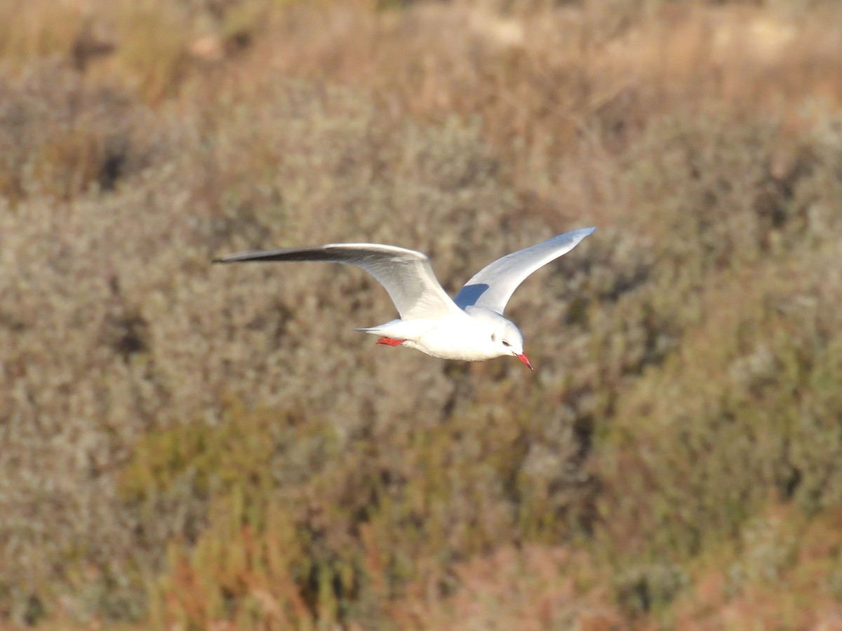 Gaviota Reidora - ML396368731