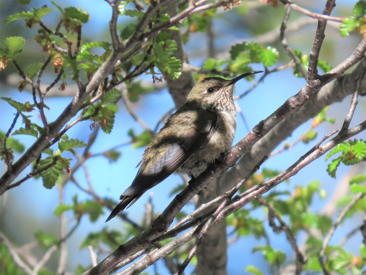 White-sided Hillstar - ML396369141