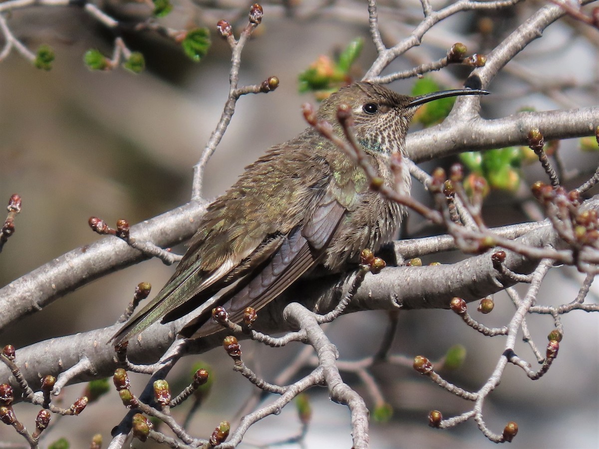 Colibrí Cordillerano - ML396369171