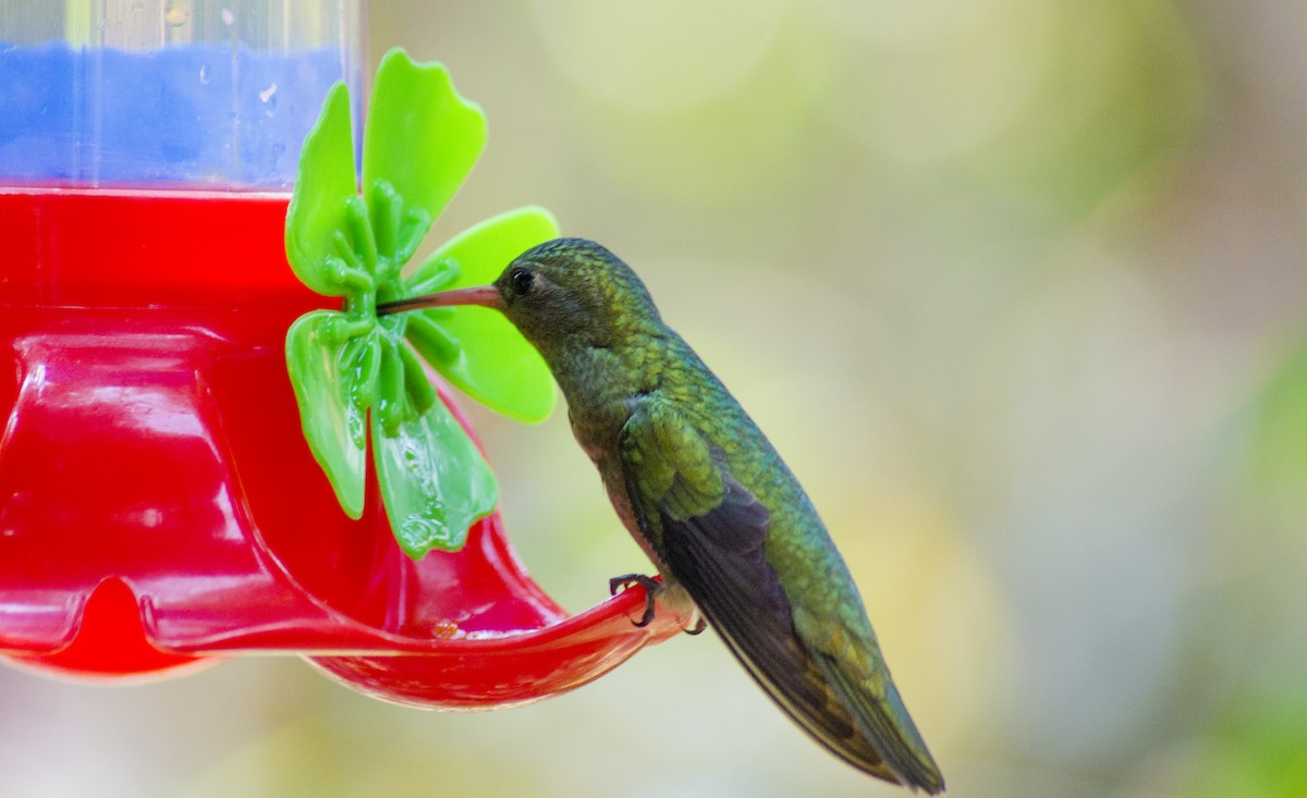 Glittering-bellied Emerald - ML396369301