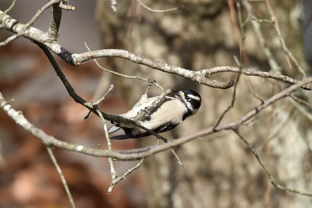 Downy Woodpecker - ML396369851