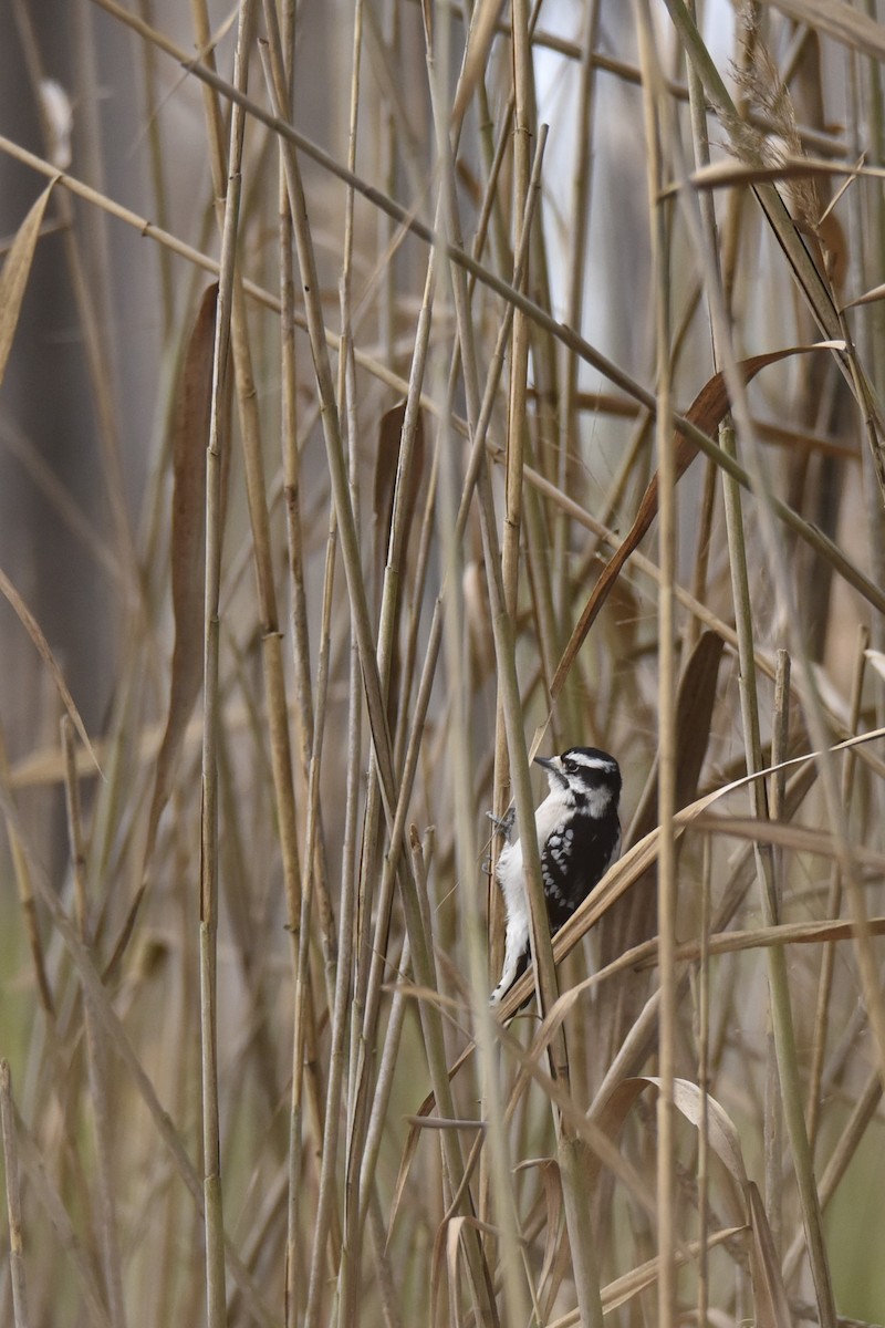 Downy Woodpecker - ML396369871