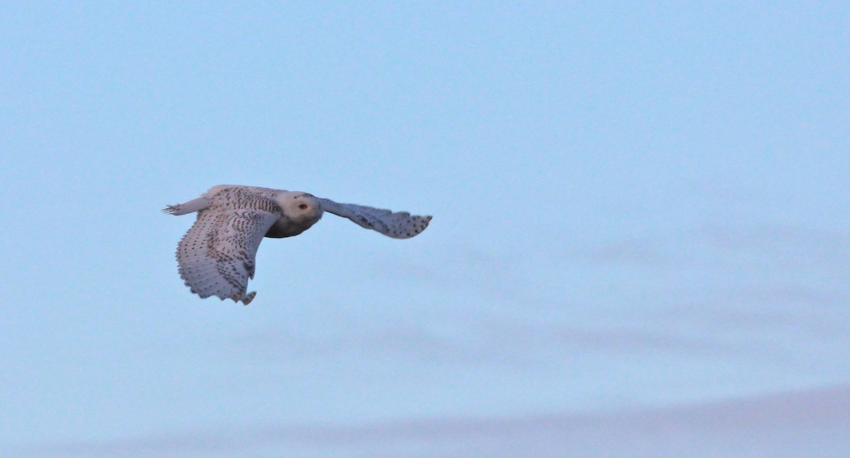 Snowy Owl - Shawn Billerman