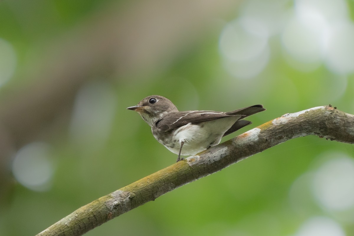 Gray-streaked Flycatcher - ML396370391