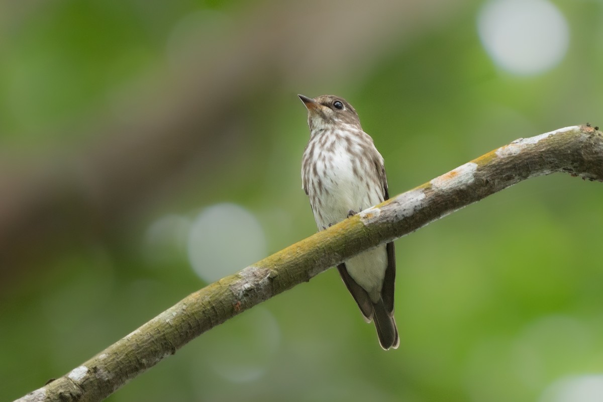 Gray-streaked Flycatcher - ML396370401