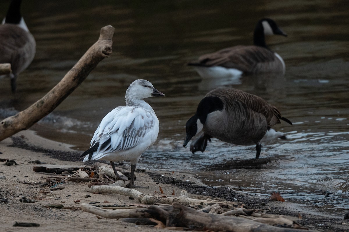 Snow Goose - ML396372561