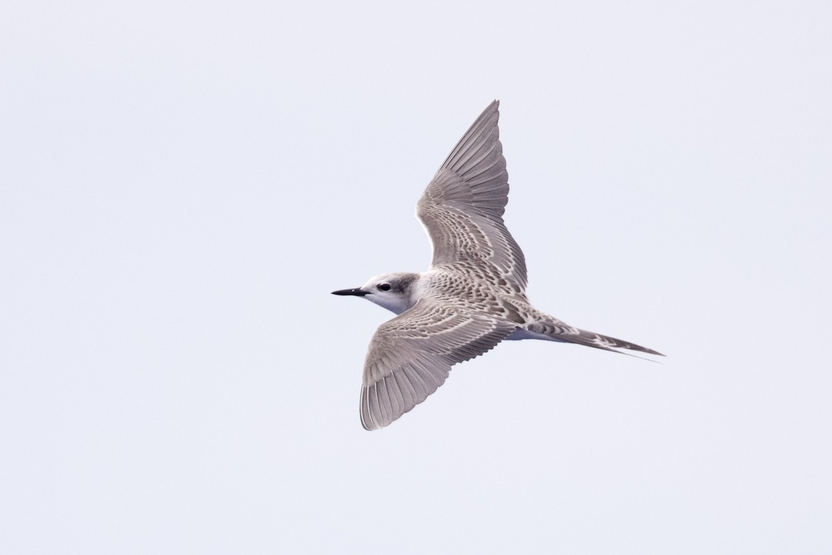 Gray-backed Tern - Yann Muzika