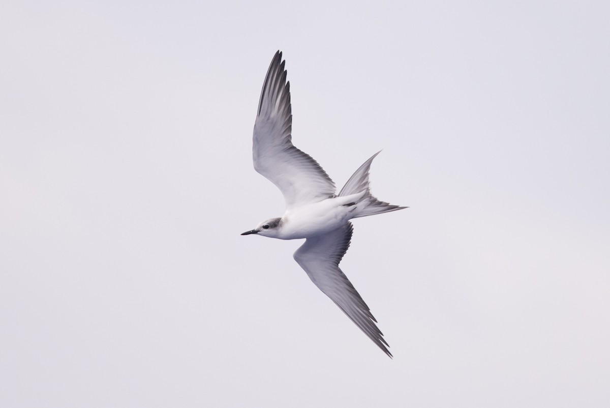 Gray-backed Tern - Yann Muzika