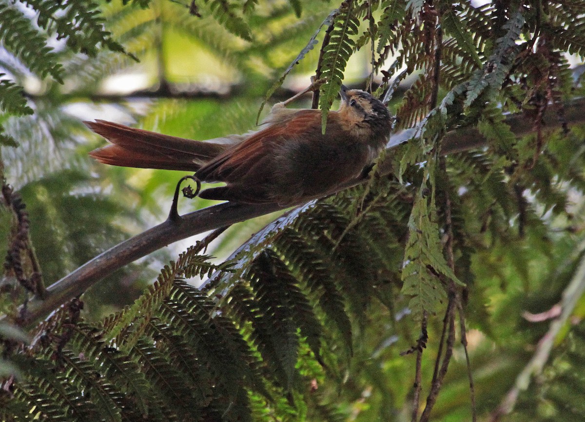 Buff-fronted Foliage-gleaner - ML396375871