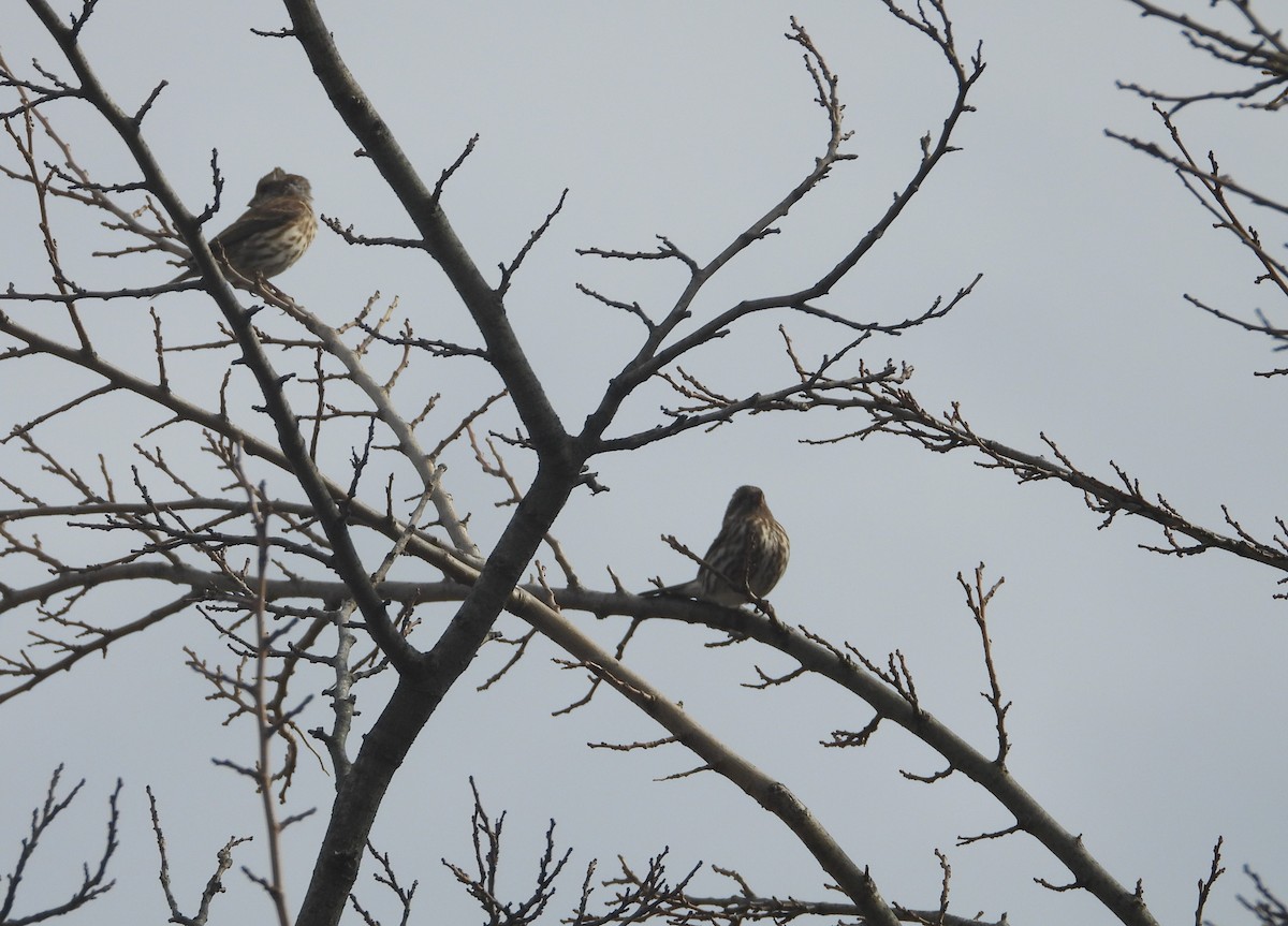 メキシコマシコ - ML396376821