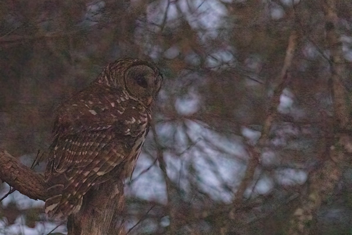 Barred Owl - scott davis