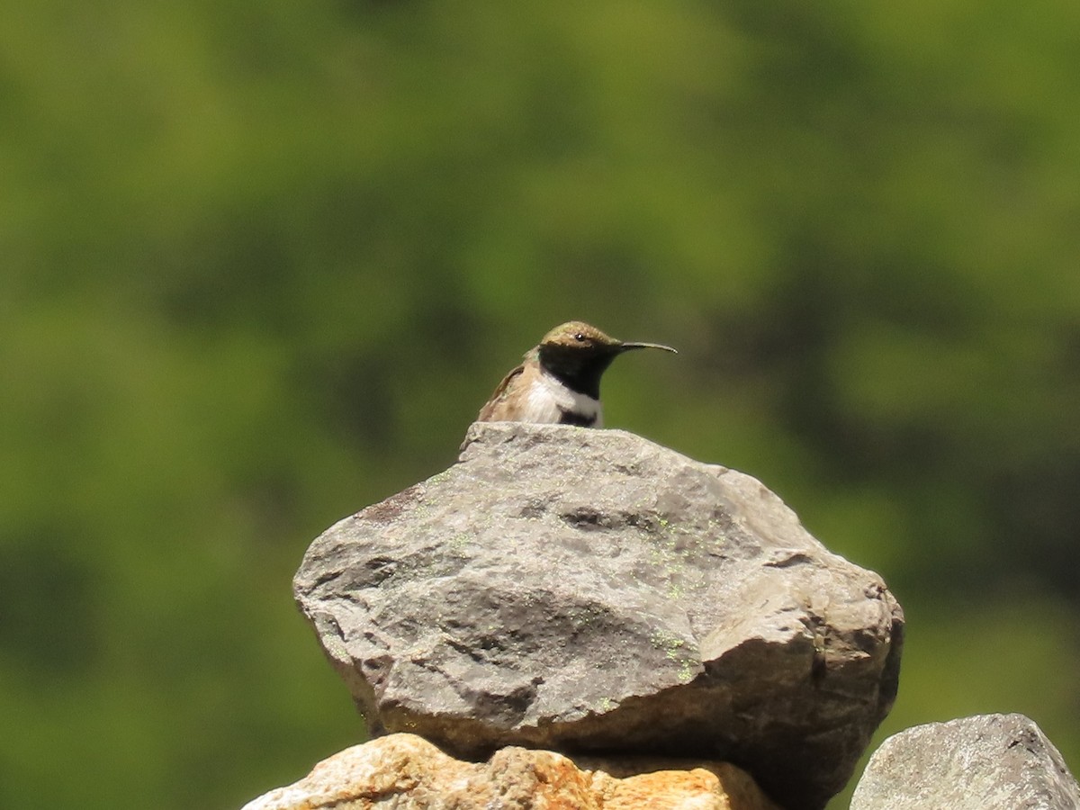 White-sided Hillstar - Pierre Pitte