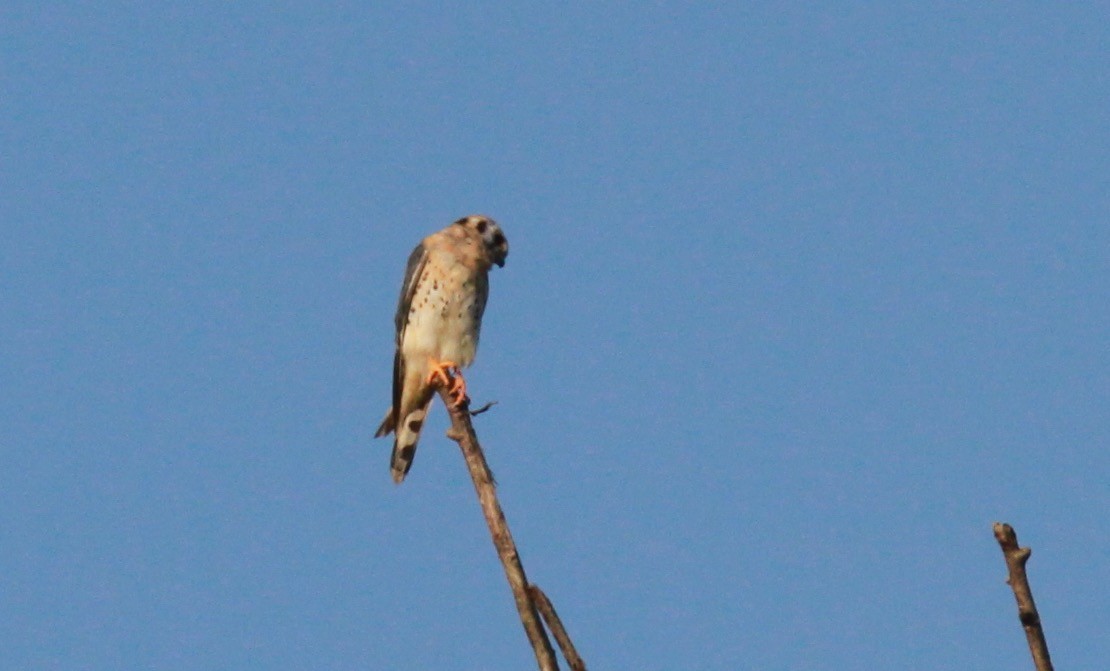 American Kestrel - ML396377281