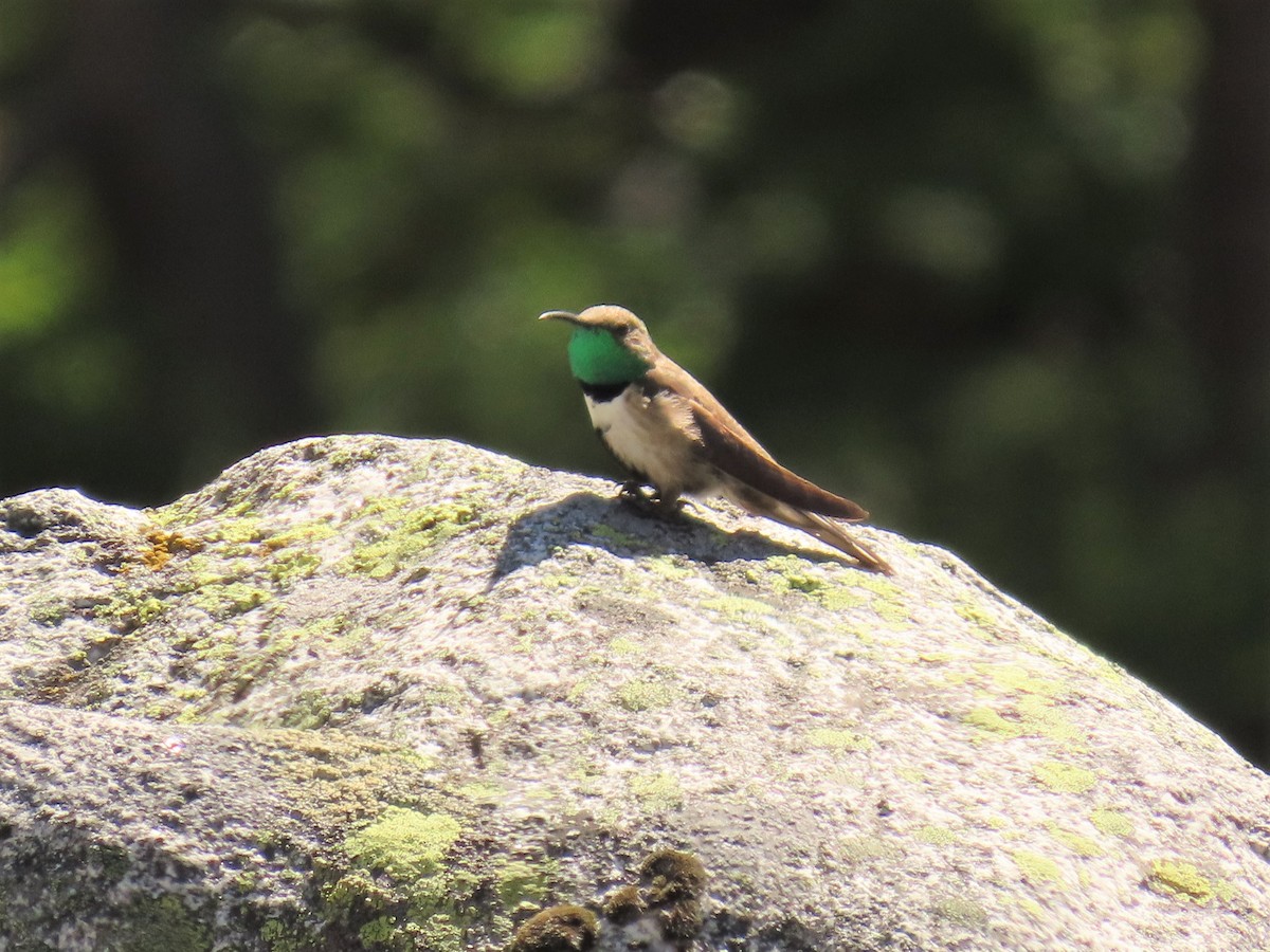 Colibrí Cordillerano - ML396378301