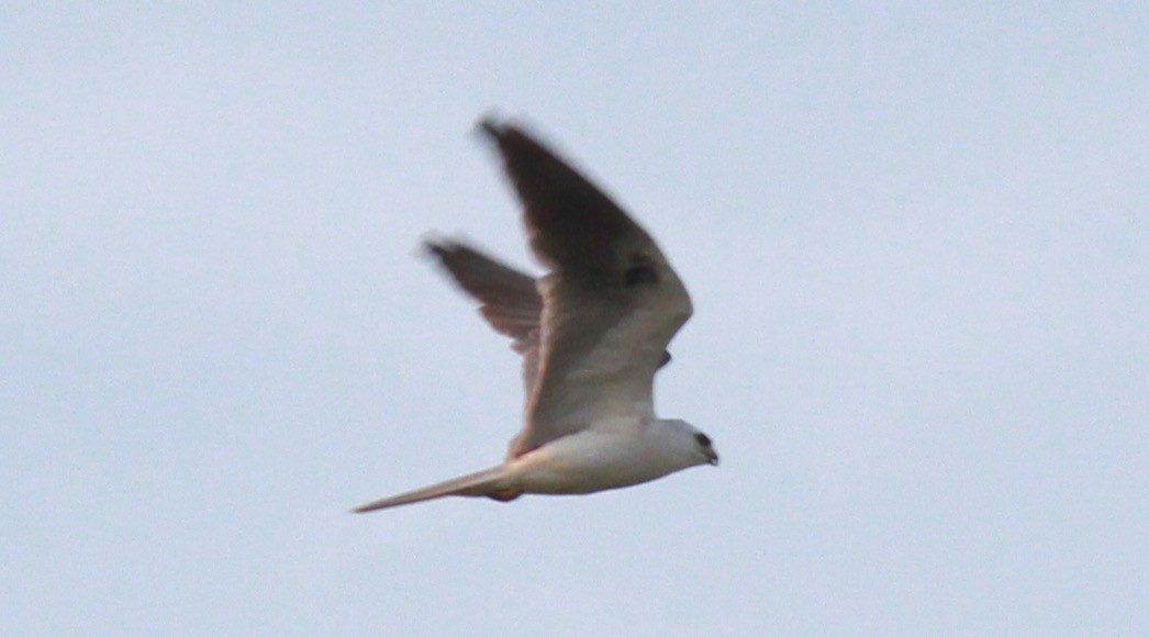 White-tailed Kite - Sea Williams
