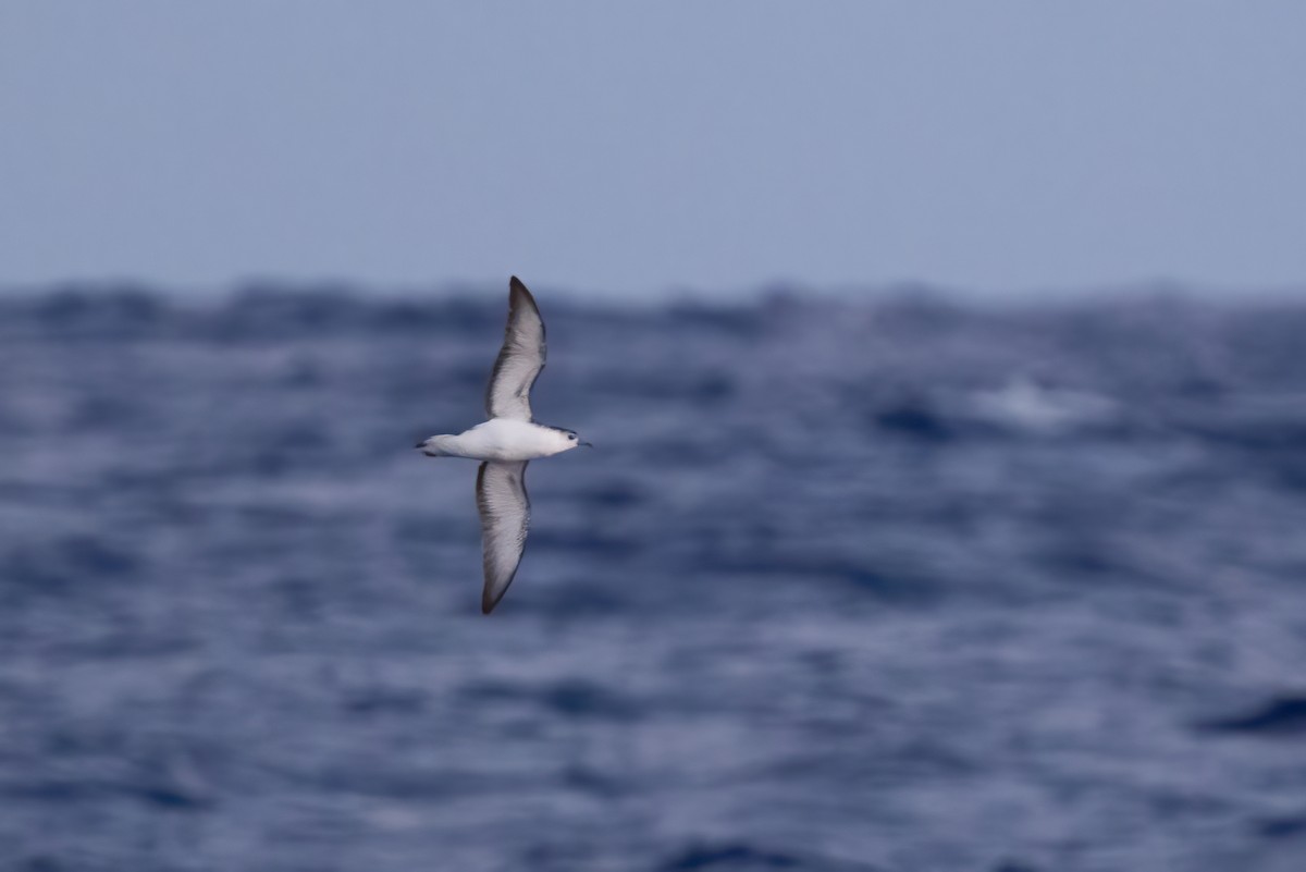 Rapa Shearwater - ML396379231