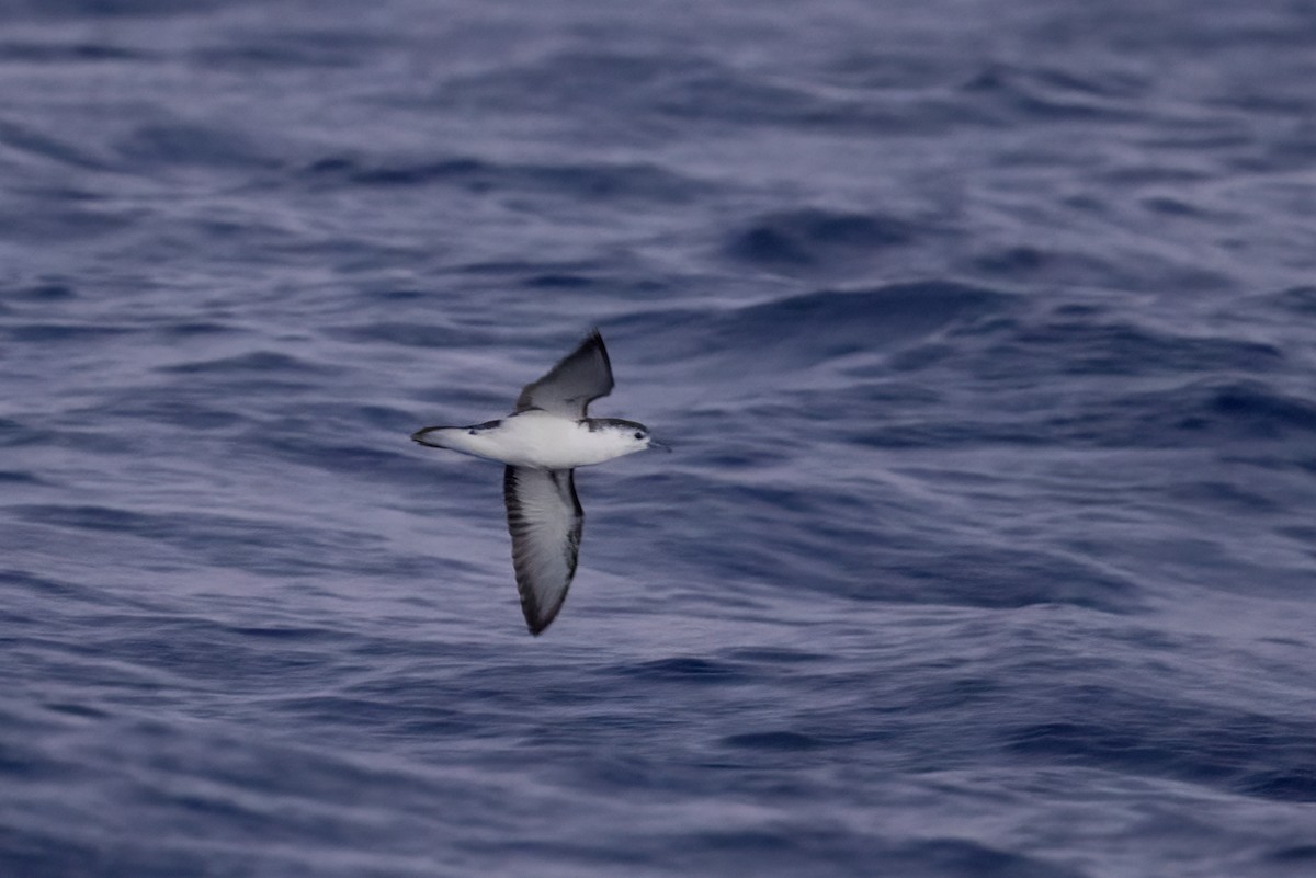 Rapa Shearwater - ML396379271