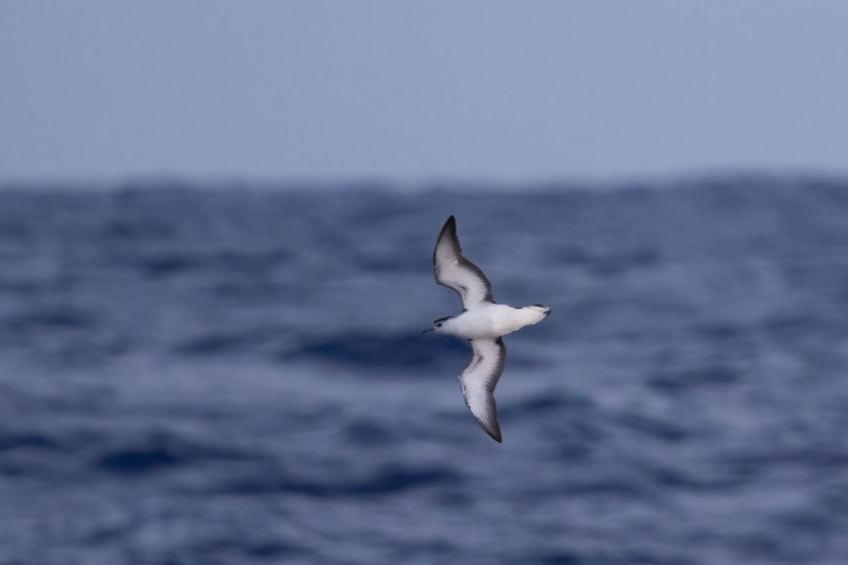 Rapa Shearwater - ML396379291