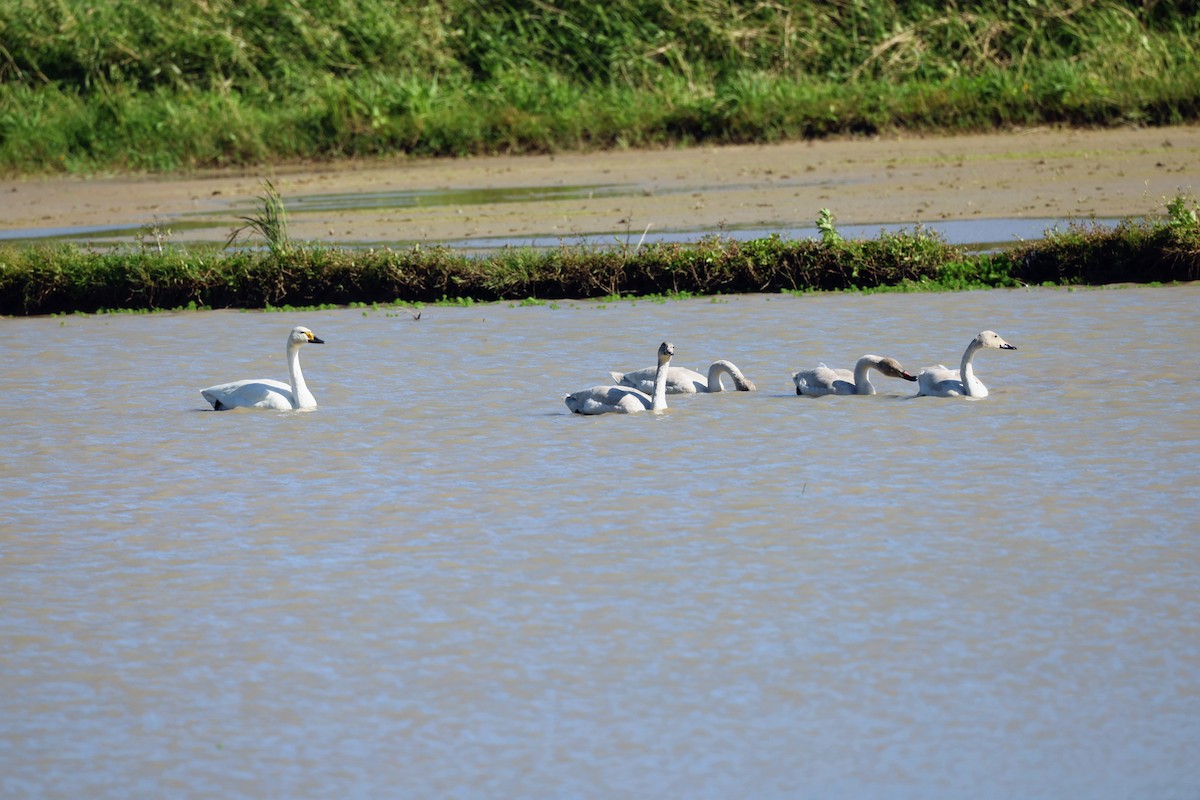 Tundra Swan - ML396379341