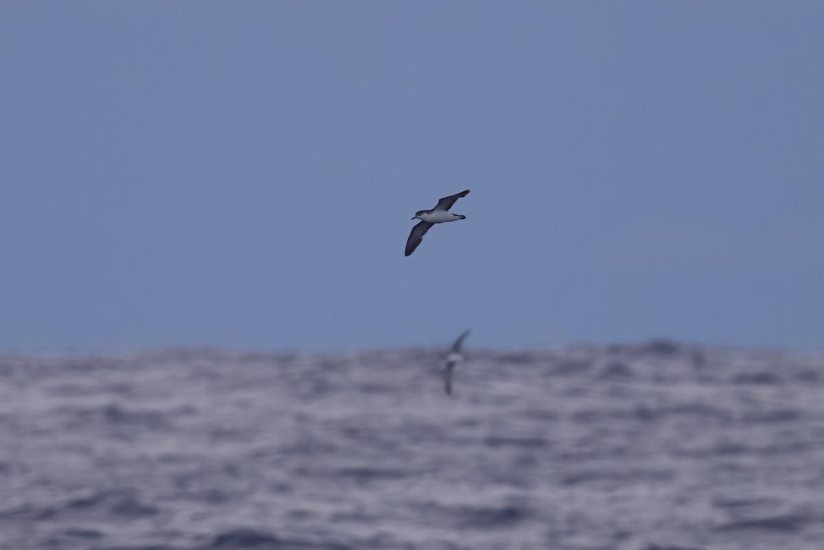 Rapa Shearwater - ML396380531