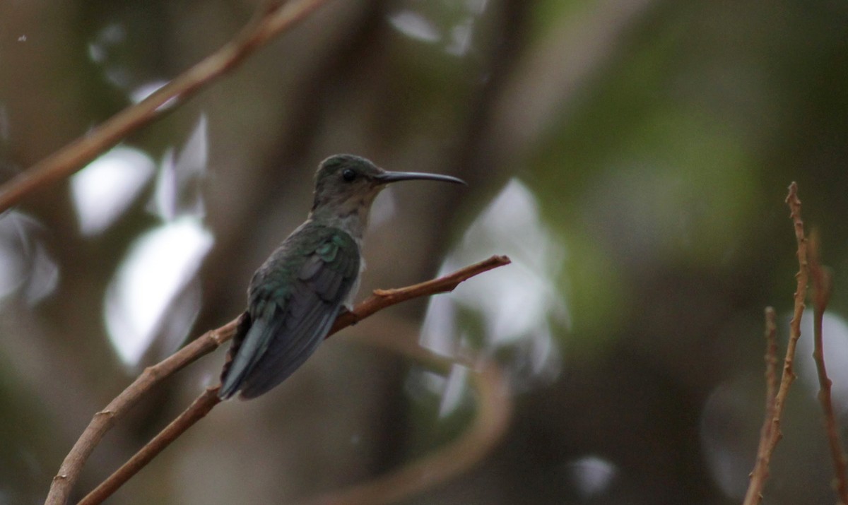 Fork-tailed Woodnymph - ML39638341