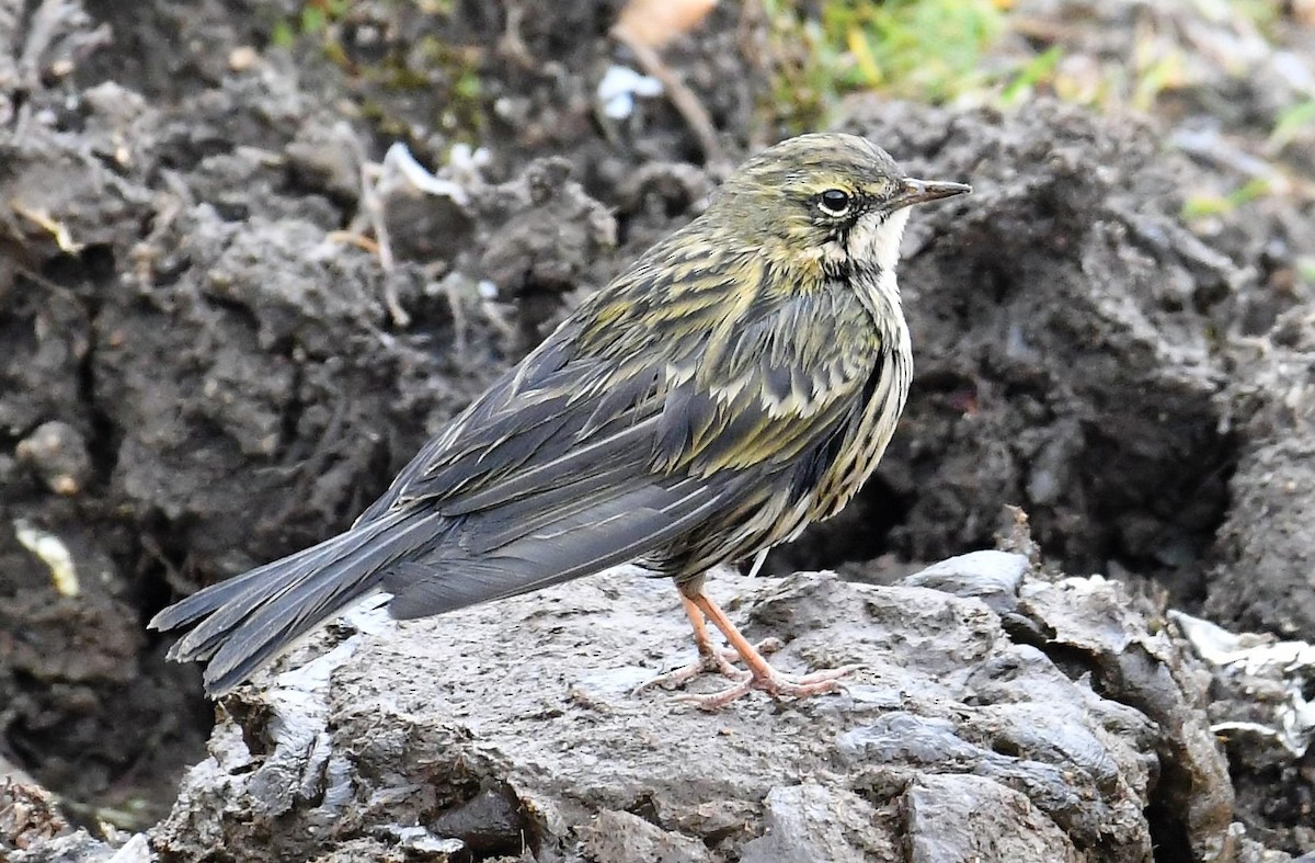 Rosy Pipit - ML396384351