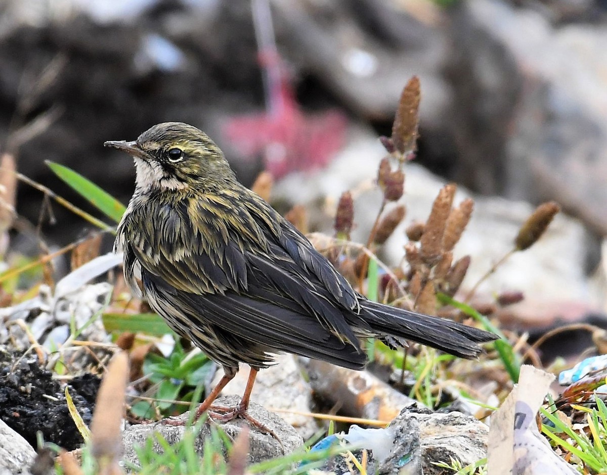 Rosy Pipit - ML396384361