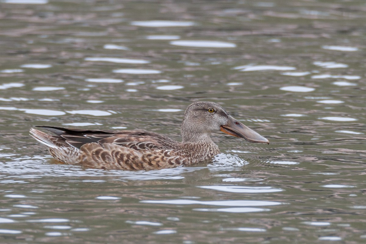 Northern Shoveler - Terry Woodward