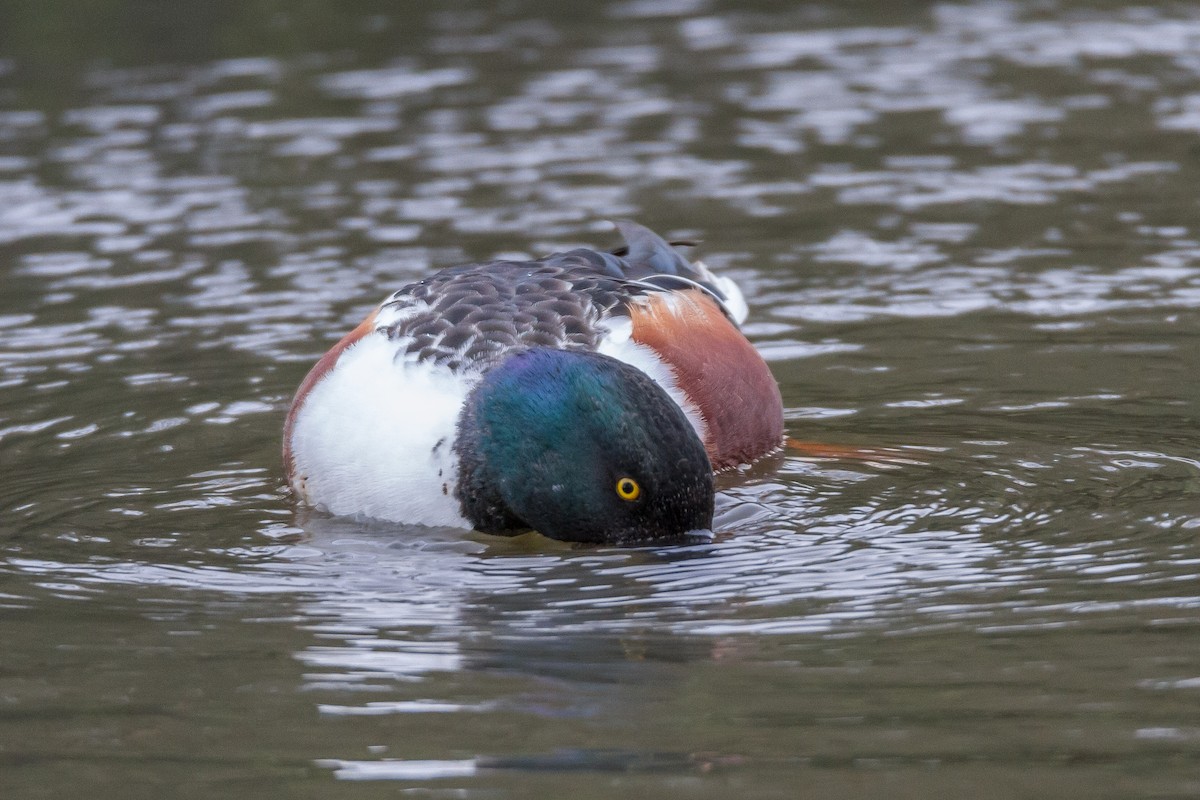 Northern Shoveler - Terry Woodward