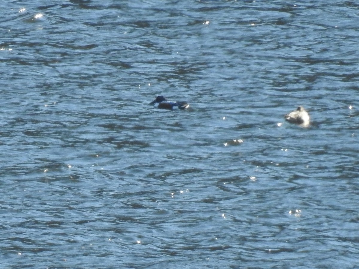 Northern Shoveler - ML396389781