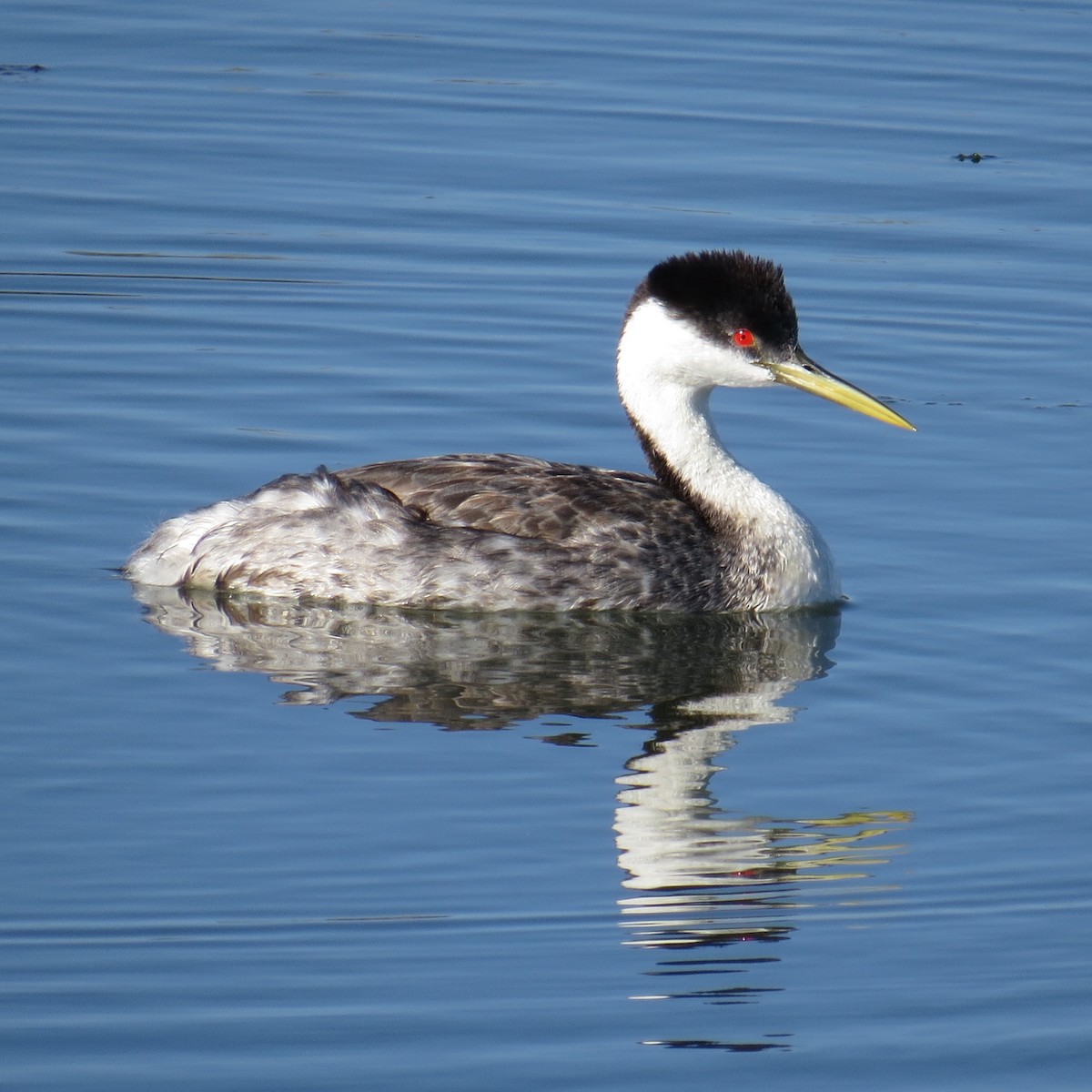 Western Grebe - Charlotte Morris