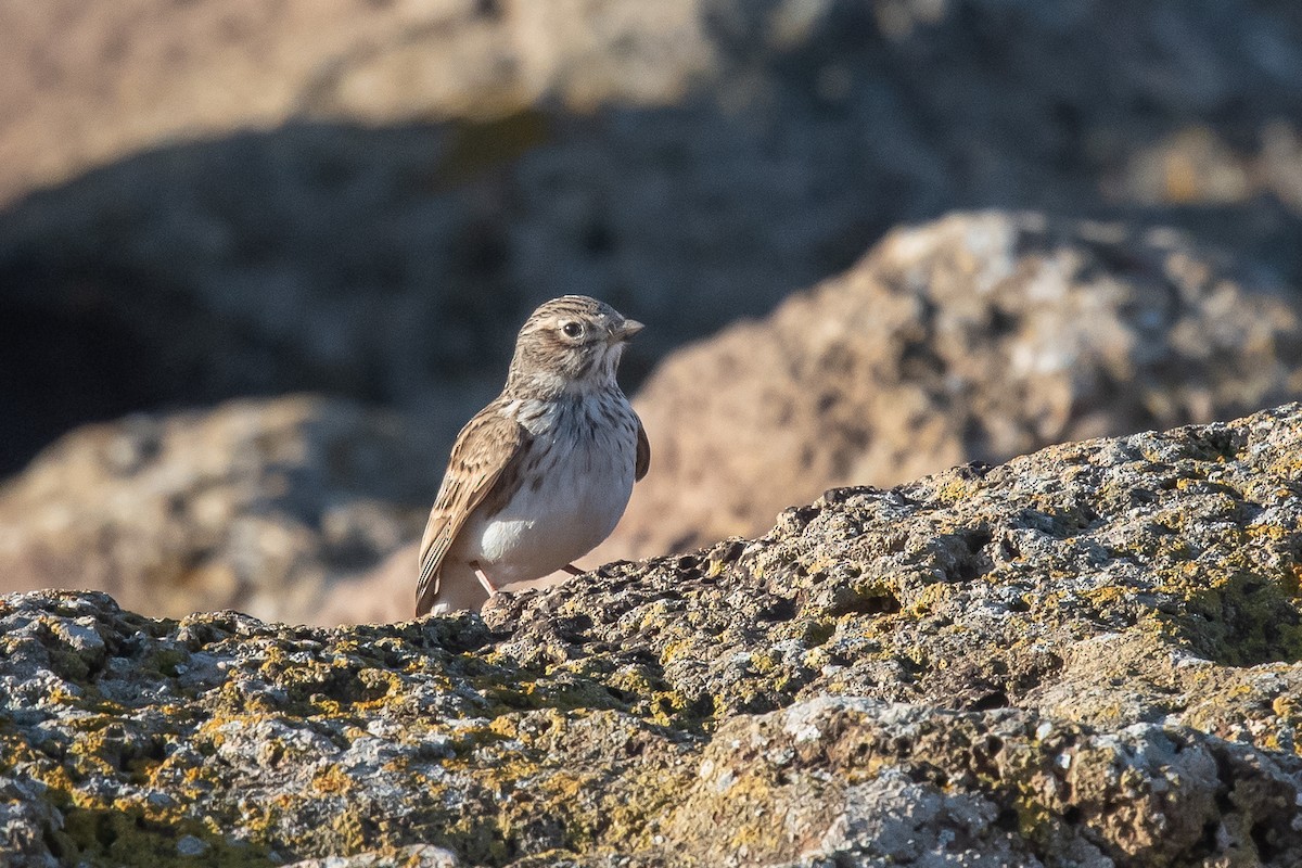 Mediterranean Short-toed Lark - ML396391481