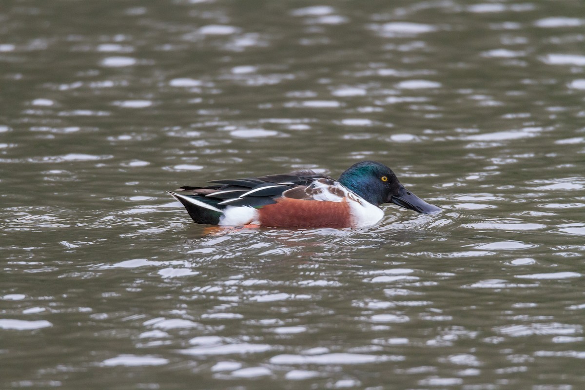 Northern Shoveler - Terry Woodward