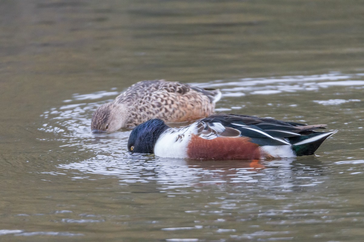 Northern Shoveler - ML39639171