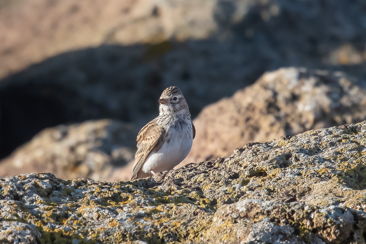 Mediterranean Short-toed Lark - ML396391761