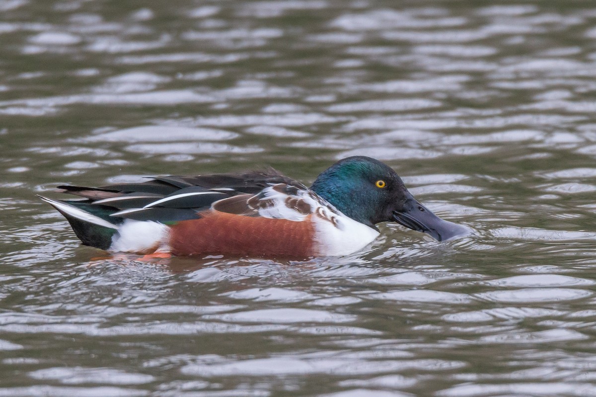 Northern Shoveler - Terry Woodward