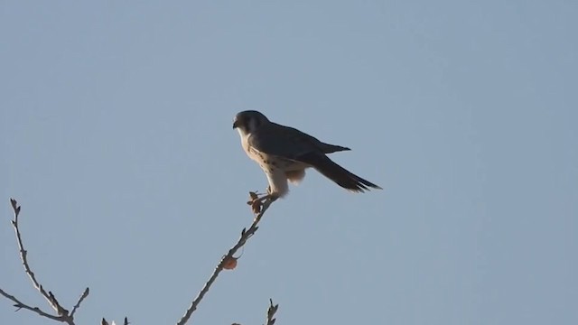 American Kestrel - ML396393031