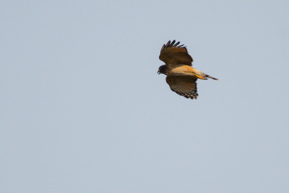 Roadside Hawk - ML396394181