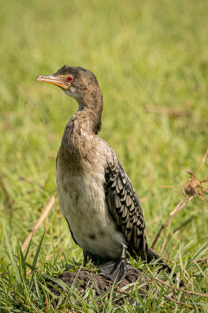 Long-tailed Cormorant - Cree Bol