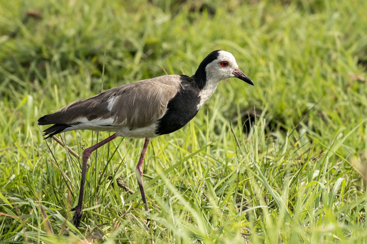 Long-toed Lapwing - Cree Bol