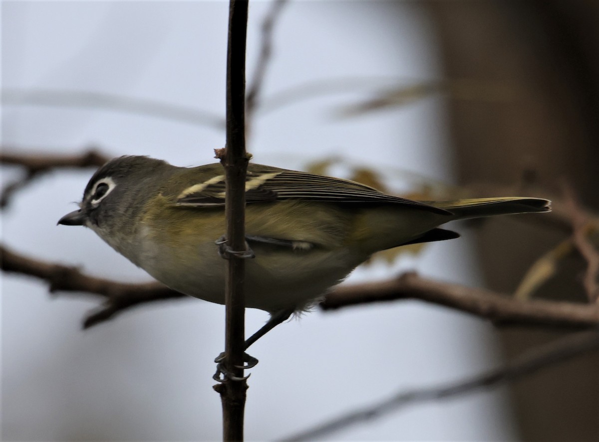 Blue-headed Vireo - ML396395351