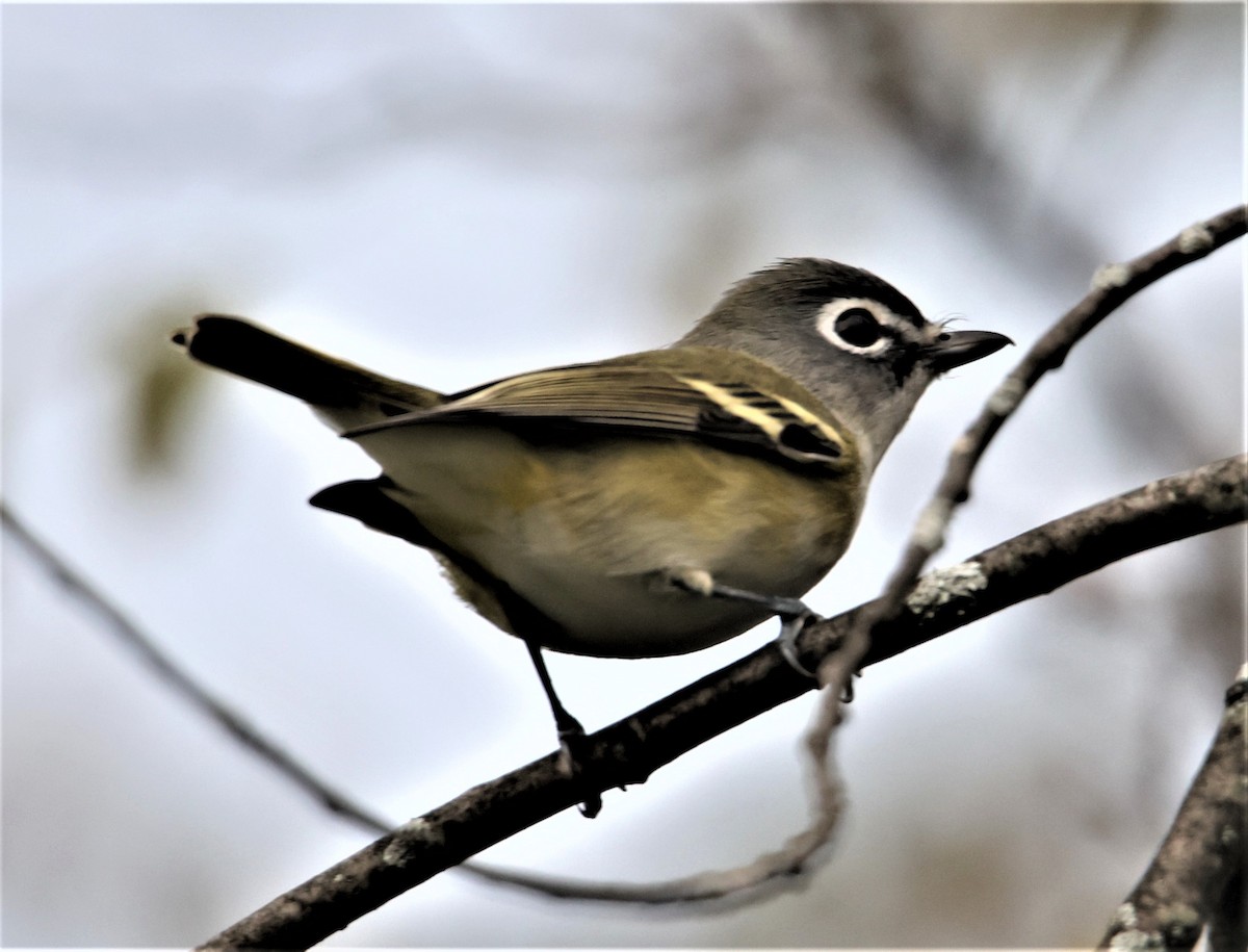 Blue-headed Vireo - ML396395371