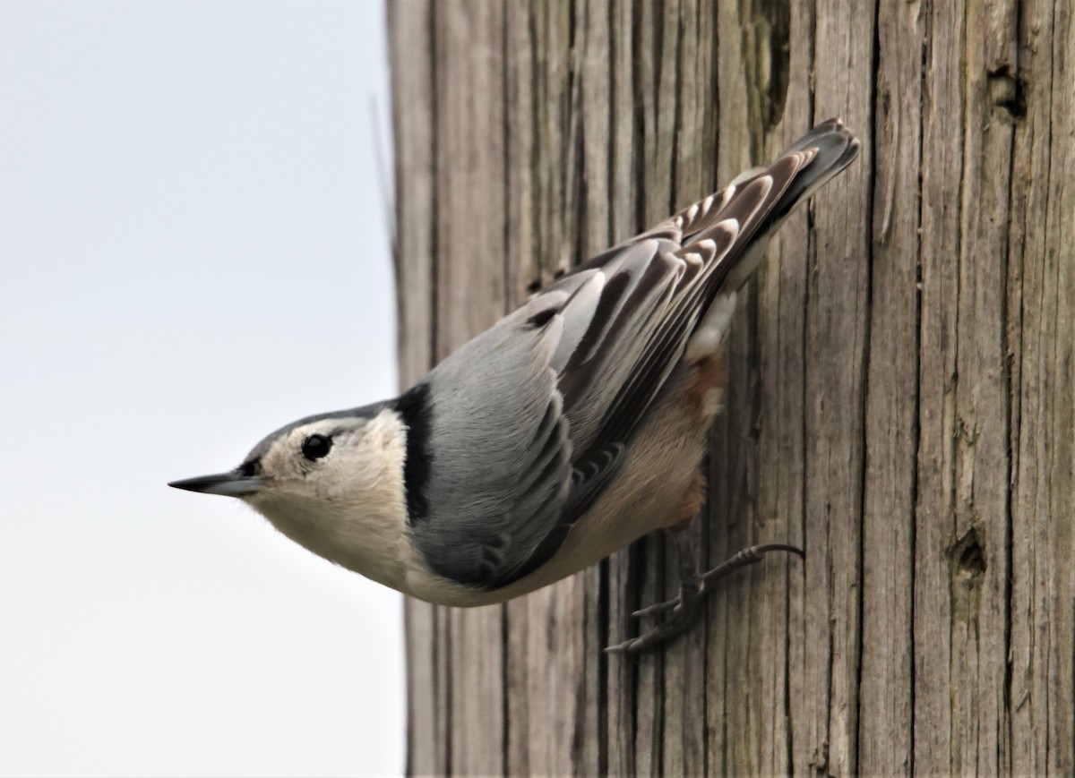 ムナジロゴジュウカラ（carolinensis） - ML396395421