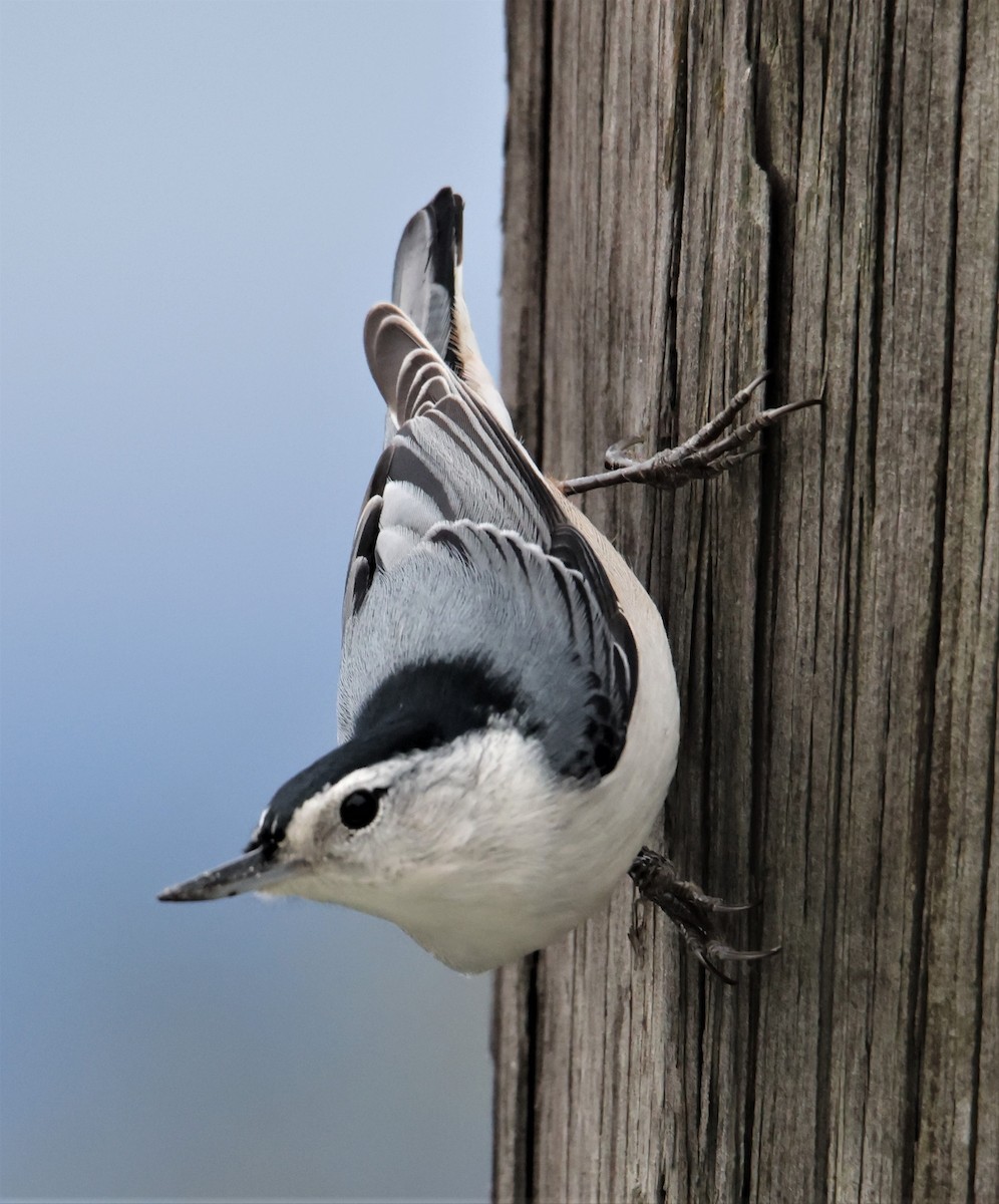 White-breasted Nuthatch (Eastern) - ML396395431