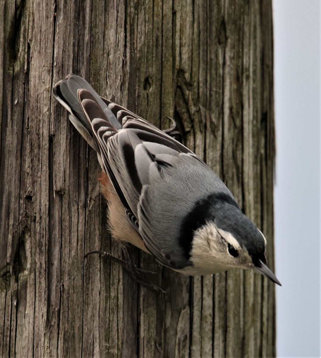 ムナジロゴジュウカラ（carolinensis） - ML396395441