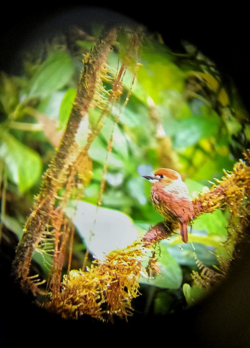 Lanceolated Monklet - ML396395621